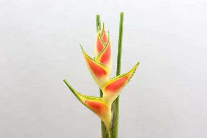 <h4>Heliconia wagneriana</h4>