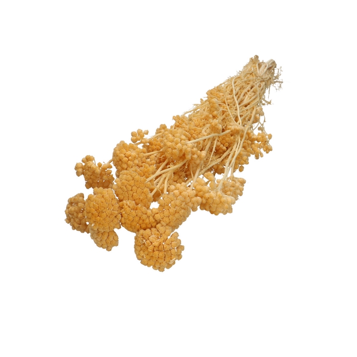 <h4>Droogbloem Lonas 50cm</h4>