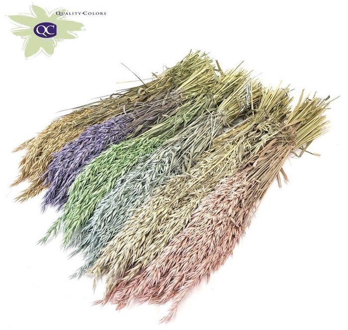 <h4>Avena per bunch mixed colours frosted</h4>