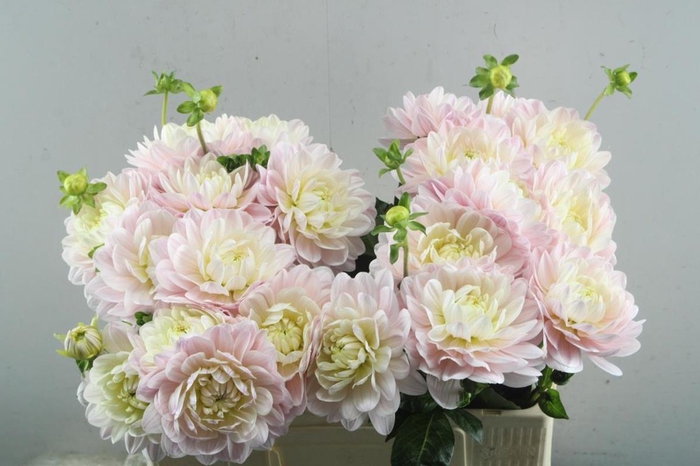 <h4>Dahlia diana's memory</h4>