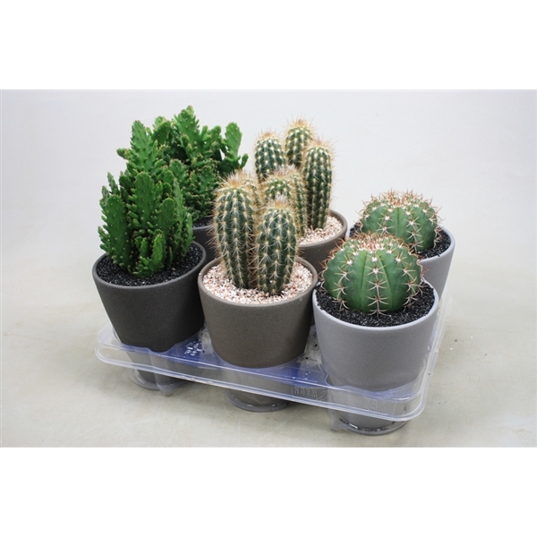 <h4>Cactus mix 12 cm. in ronde pot grijs/bruin/donkergrijs</h4>