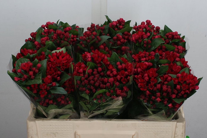 <h4>Bou En Red Winter 50cm</h4>