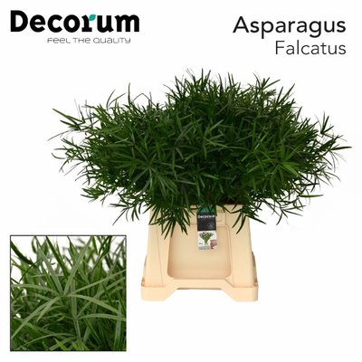 <h4>Leaf asparagus falcatus</h4>