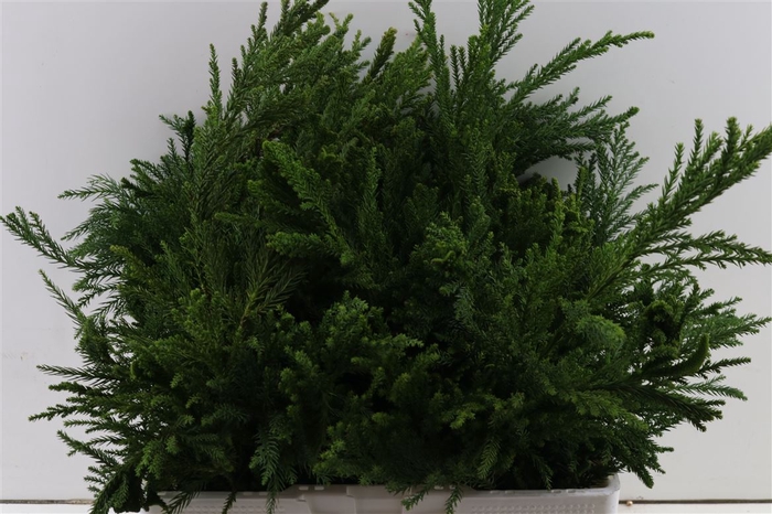 <h4>Cryptomeria Cristata Per Tak 50cm</h4>