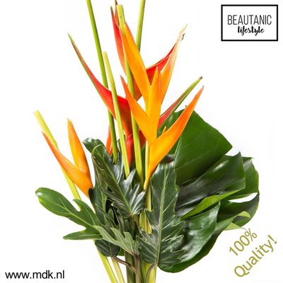<h4>Heliconia bq suzy</h4>