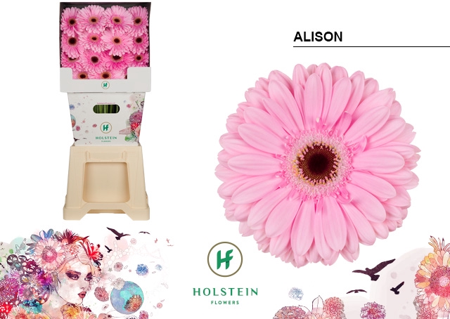 <h4>Gerbera diamond alison</h4>