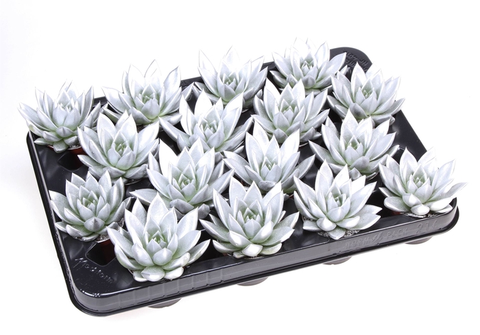 <h4>Echeveria  'Miranda'</h4>