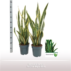 <h4>Sansevieria Laurentii</h4>