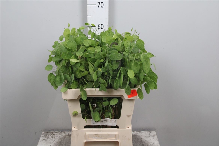 <h4>Lunaria Ann Groene P</h4>