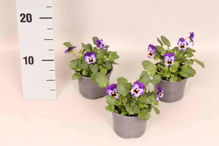 <h4>Viola cornuta F1 Violet Blue</h4>