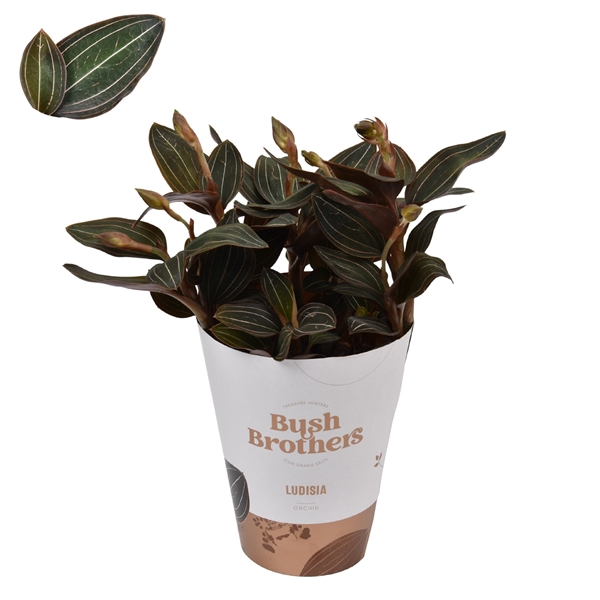 <h4>Ludisia Discolor 12 cm L</h4>