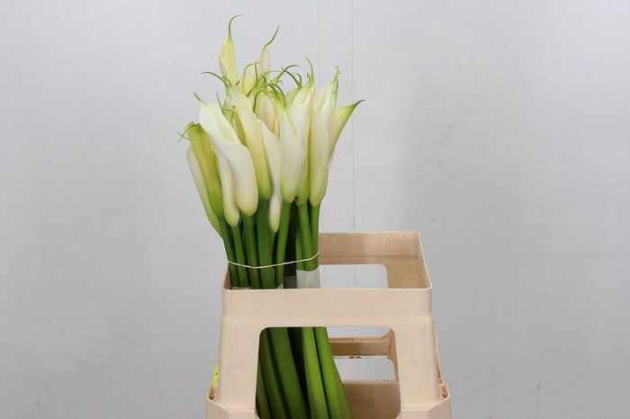<h4>Zantedeschia eydolls white</h4>
