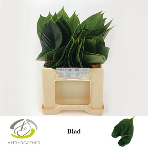 <h4>Leaf anthurium</h4>