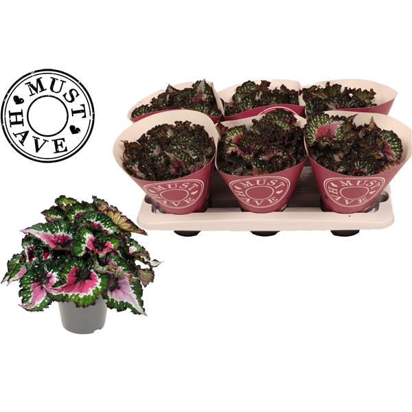 <h4>Bladbegonia Beleaf Purple Blush MUST HAVE</h4>