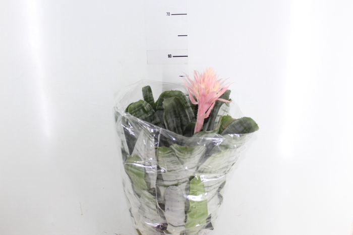 <h4>AECHMEA FASCIATA P17</h4>