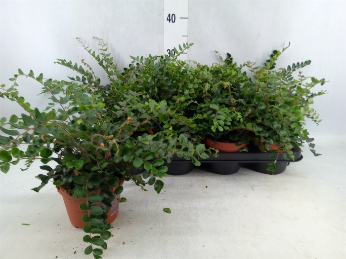<h4>Pellaea Rotundifolia</h4>