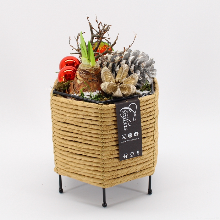 <h4>HICR-2305R Kerst Amaryllis</h4>
