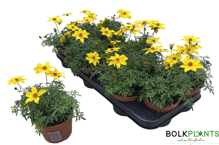 <h4>Bidens Eldoro</h4>