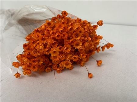 <h4>Dried Glixia Oranje</h4>
