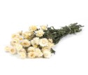 <h4>Helichrysum nat.white</h4>