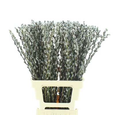 <h4>Salix paint pussy willow grey</h4>