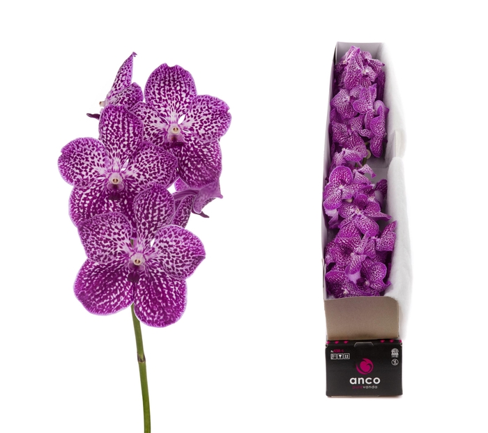 <h4>Vanda pink spotty per stem</h4>