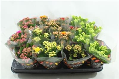<h4>GEMENGDE MINI KALANCHOE</h4>