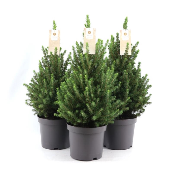 <h4>Picea gl. 'December'® P19 40/50</h4>