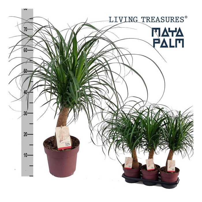 <h4>Nolina Recurvata (Beaucarnea) 19Ø 70cm</h4>