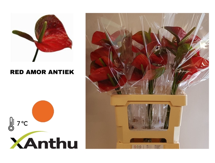 <h4>Anth A Red Amor</h4>