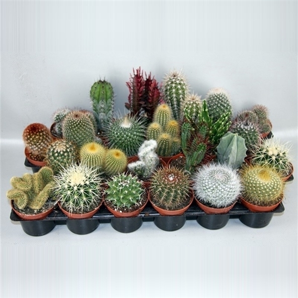 <h4>art.102 Cactus gemengd 8,5 cm</h4>