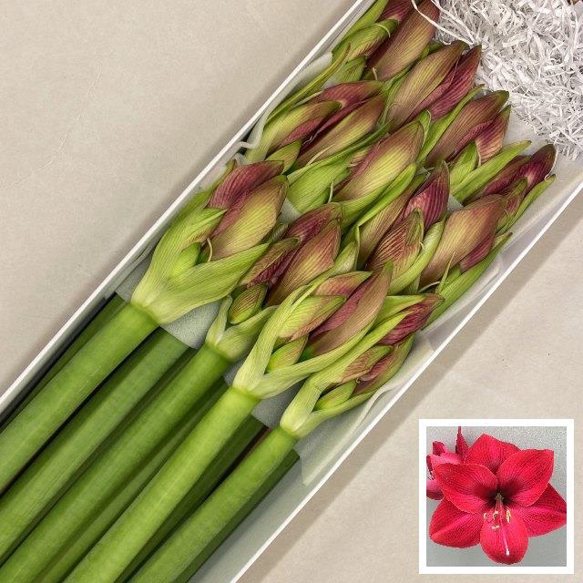 <h4>Hippeastrum cassis</h4>