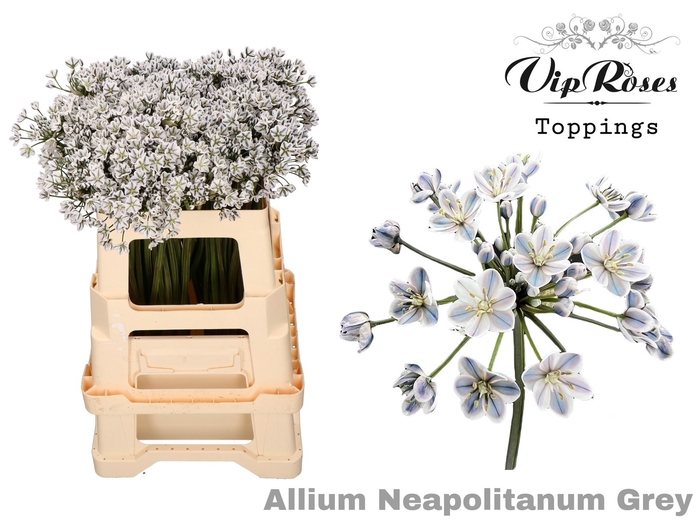 <h4>Allium Vip Neapolitanum Grey</h4>