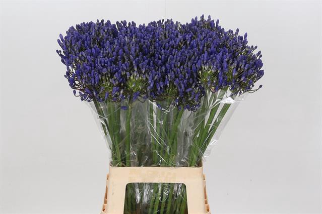 <h4>Agapanthus atlantic ocean</h4>