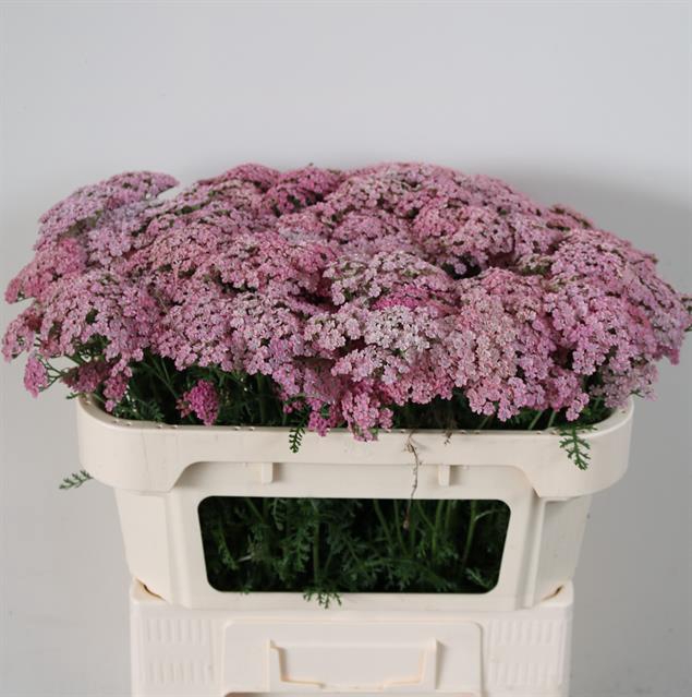 <h4>Achillea pink floyd</h4>