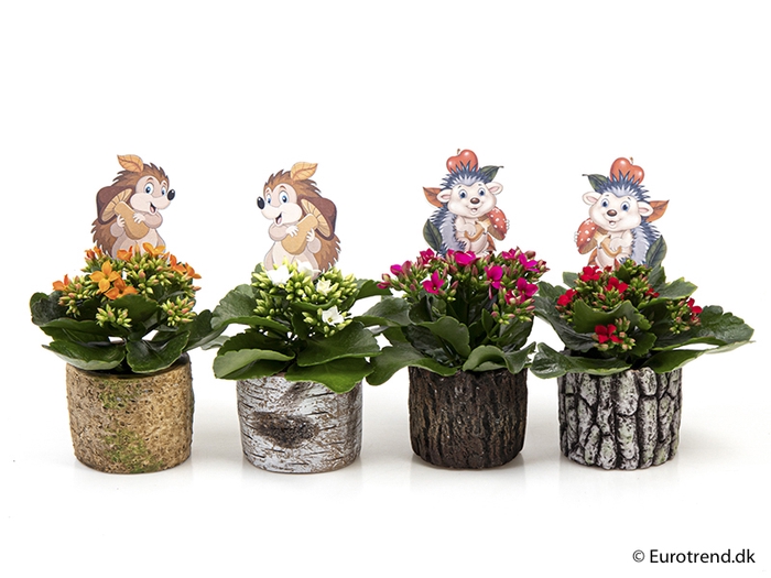<h4>KALANCHOE BLOSSFELDIANA 'MINI' P6 E 9458</h4>