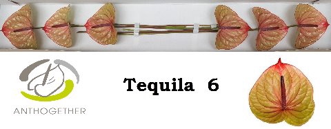 <h4>Anthurium tequila</h4>
