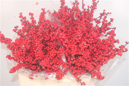<h4>Ilex verticillata red</h4>