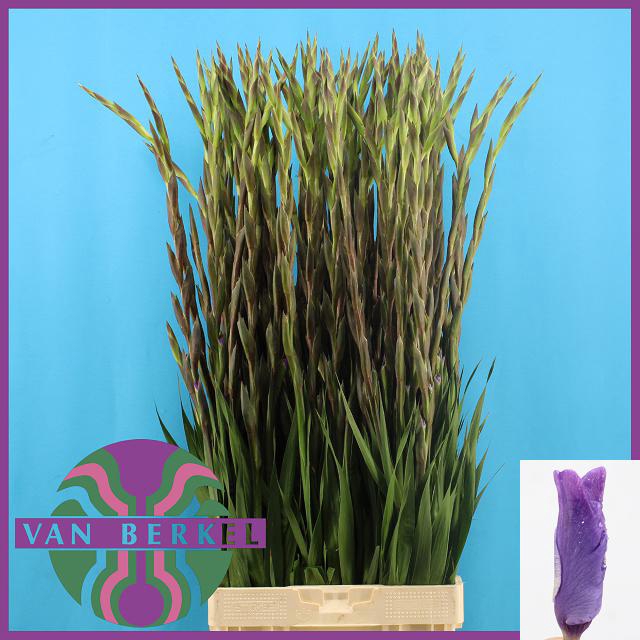 <h4>Gladiolus la milka</h4>