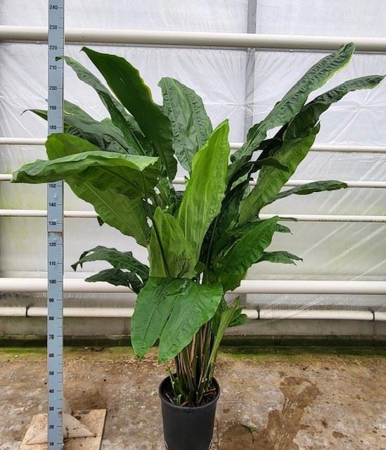 <h4>Planten ... L%</h4>
