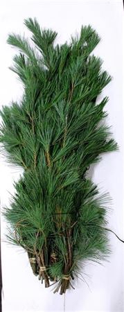 <h4>Pinus Strobus X10</h4>