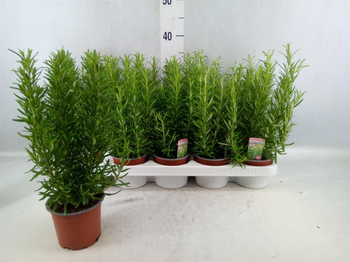 <h4>Rosmarinus Officinalis ...</h4>