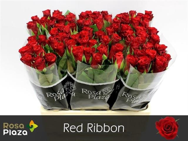 <h4>R GR RED RIBBON</h4>
