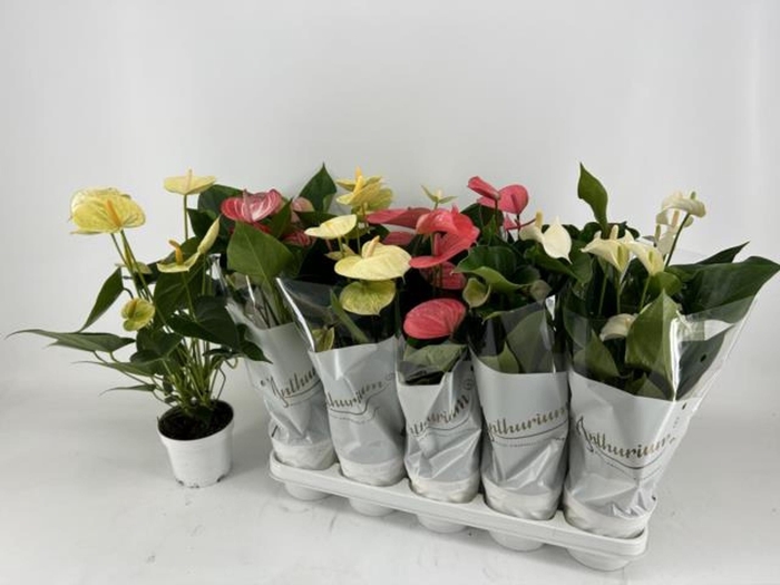 <h4>Anthurium Andreanum Grp gemengd 4 k</h4>