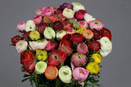 <h4>Ranunculus rainbow (mixbunch)</h4>