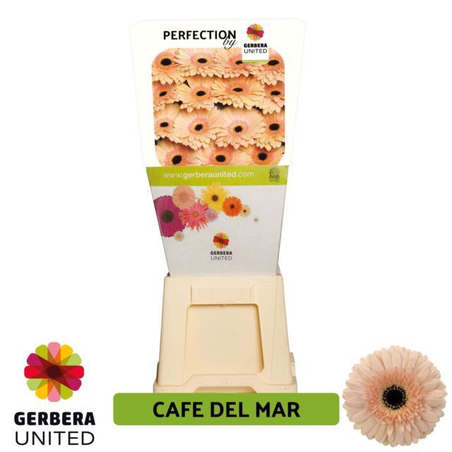 <h4>Gerbera Cafe del Mar diamond</h4>