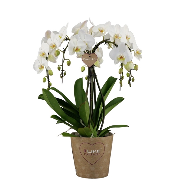 <h4>Duetto Ornamento Leeds - 5 tak</h4>