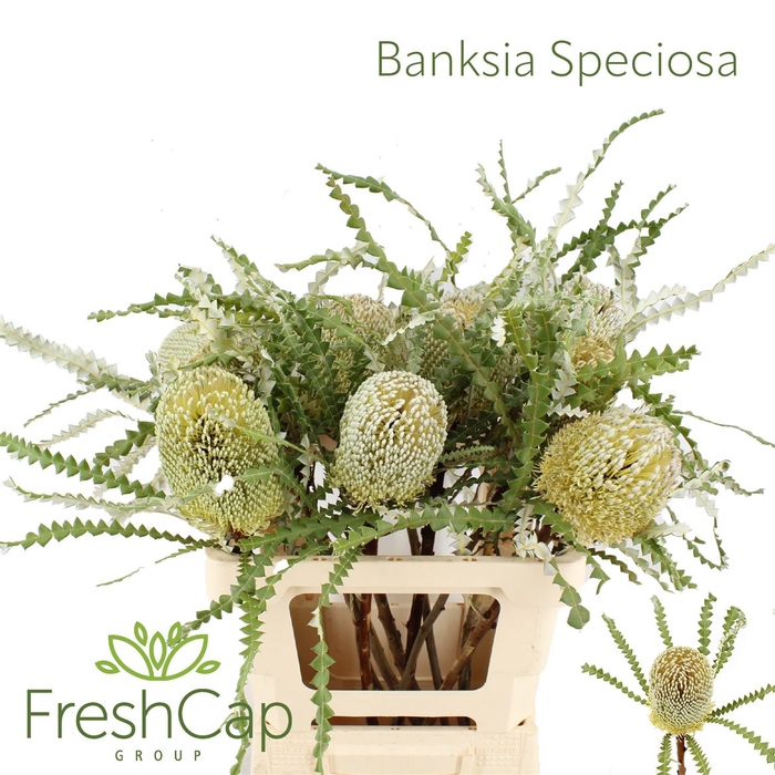 <h4>Banksia Speciosa</h4>