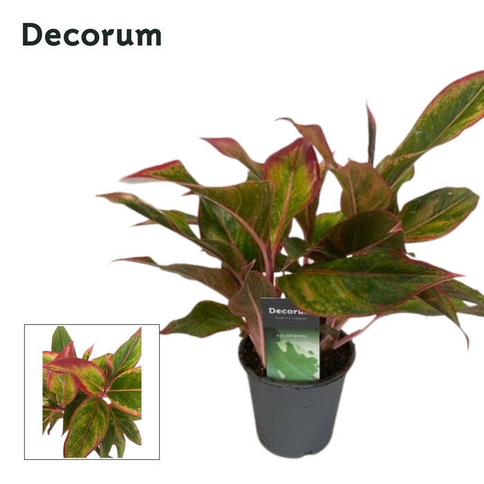 <h4>Aglaonema Crete</h4>