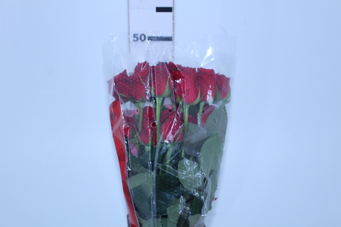 <h4>ROSA FREEDOM 050 CM ESTUFA</h4>